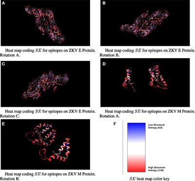 An Approach for a Synthetic CTL Vaccine Design against Zika Flavivirus Using Class I and Class II Epitopes Identified by Computer Modeling